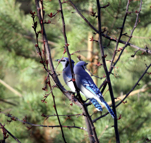 Pair of blue jays enjoying the morning sun. May 14th, 2014.