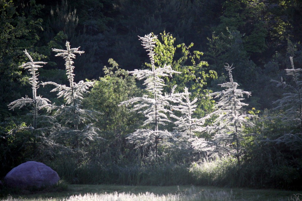 Tamaracks covered with morning dew highlighted by the sun rise. June 23rd, 2014.