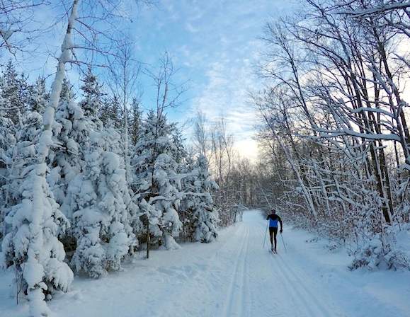 Skier passing through snow flocked pines in the skinny field on Sukkerbusk, December 10th, 2016.