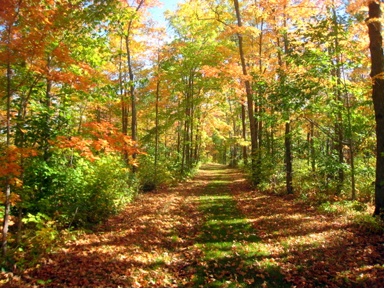 Fantastic Color on Double Green ski trail.