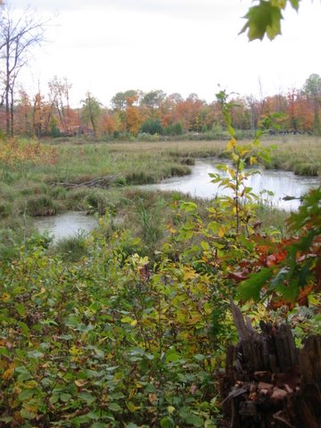 I took this photo near Rootin Tootin ski trail during one of my walks through the woods.