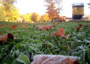 Scattered frost on the leaves and grass in the Switchyard at Maplelag.