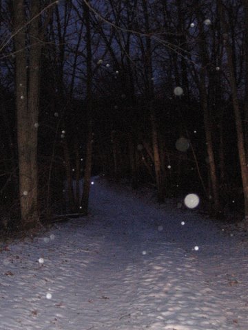 Light snow falling at dusk on Loon Return ski trail.