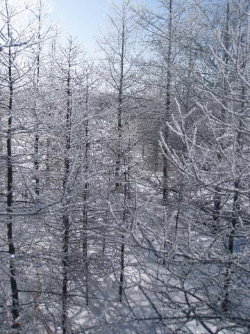 Photo taken by Brad Olson of frosted tamarac trees in between Twin Lakes on Island Lake trail over Presidents weekend.