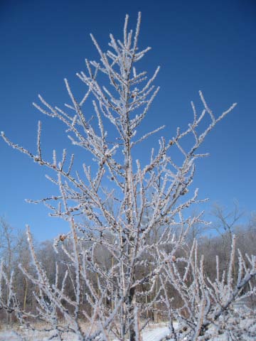 Photo taken by Brad Olson of frosted tamarac tree in between Twin Lakes on Island Lake trail.