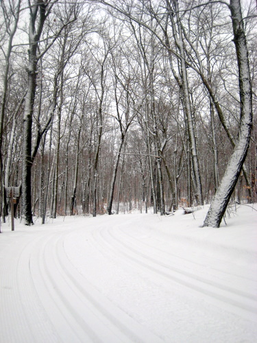 feb11-012 Fresh tracks set on Sap Run. Tracks set were very nice but still soft. Once it cools down, they will be hard and fast!