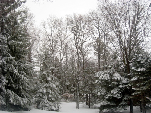 feb11-03 Evergreen trees near Brant cabin dusted with fresh snow from today.