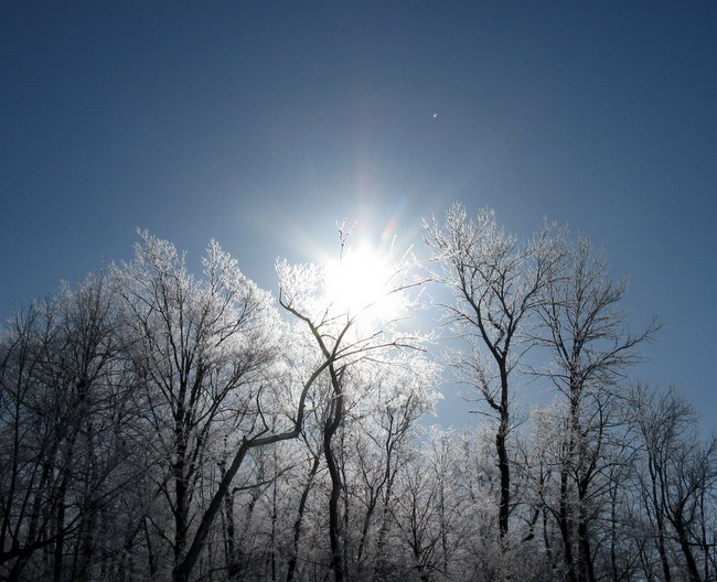 Photo taken by Nanette Moloney of the morning sun touching off the frosted trees on the edge of Little Sugarbush.