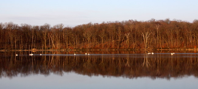 Pelicans cruising the calm waters of Little Sugarbush Tuesday morning.