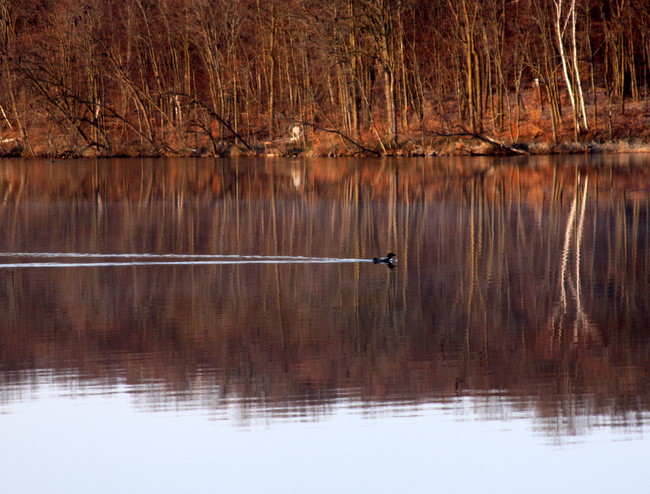 Loon moving across to check out the pelicans.