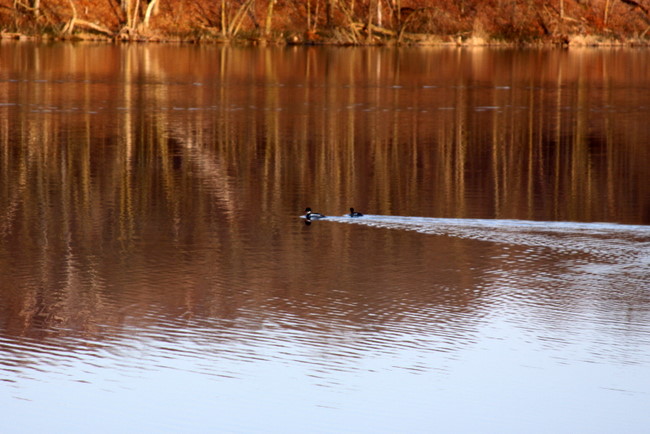 Pair of merganzers on the lake Tuesday morning. 