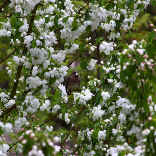 Area bird enjoying the blooms on the local snow tree.