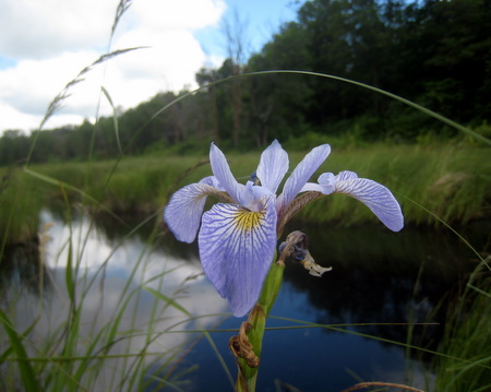 A nice variety of wildflowers blooming throughout the woods.