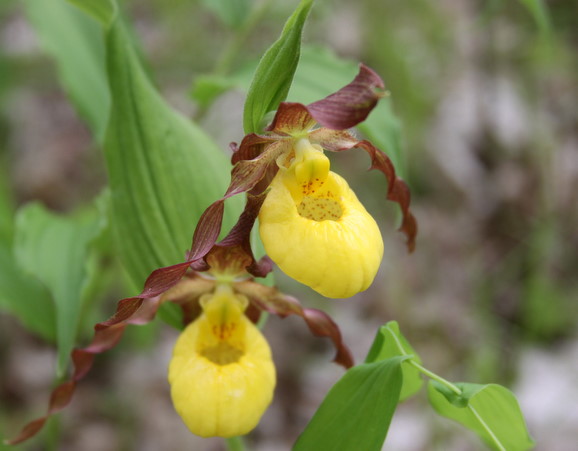 Ladyslippers blooming in recent days. 