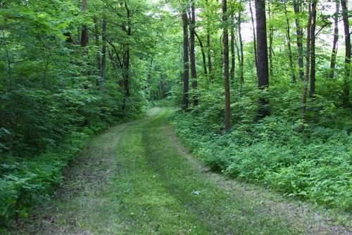 Sukkerbusk ski trail