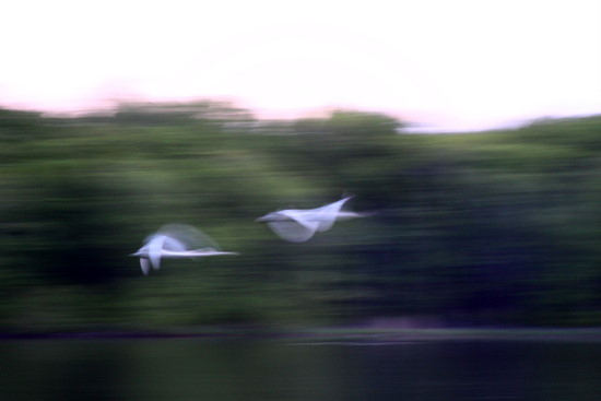 Trumpeter swans sailing across the lake, June 3rd.