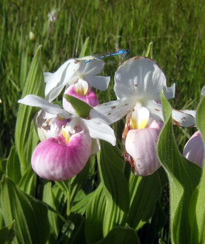 Pink ladyslippers blooming in the area.