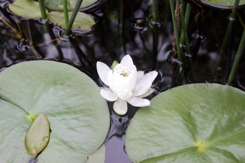 Tiny insects enjoying the sweetness of a water lily among the shores of Little Sugarbush.