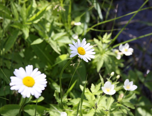 Wild daisies blending in with other wildflowers near the lake.