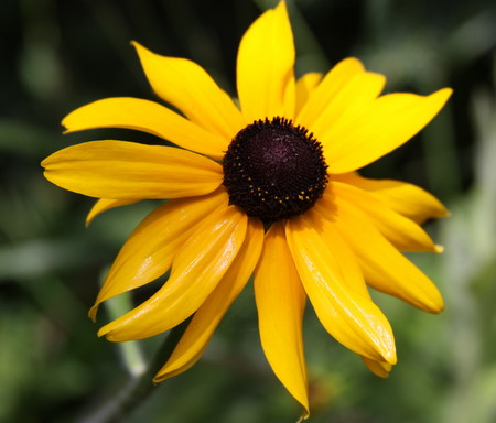 Black Eyed Susan in the square field. 
