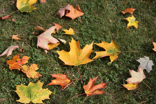 Fallen leaves from a maple tree providing early Fall color. 
