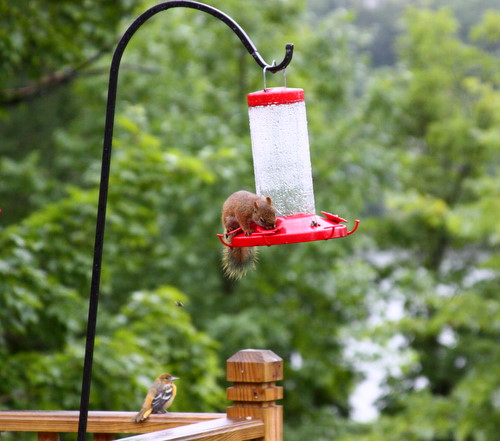 Hummingbird feeders at Maplelag attracting more than just hummingbirds lately.