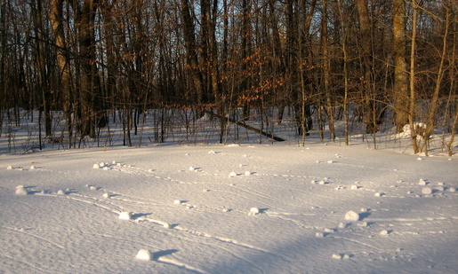 Snow Rollers on the edge of Roy's field, February 2nd, 2009