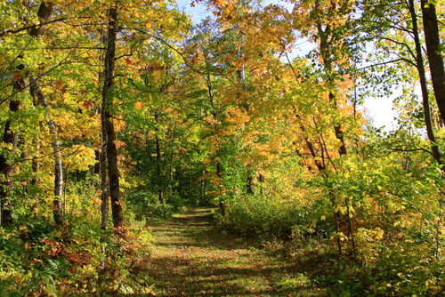 Gorgeous Fall color along Rootin Tootin trail Saturday afternoon. 