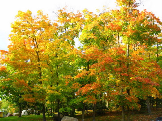 Maples across from Brant cabin hitting their peak of Fall color this week.