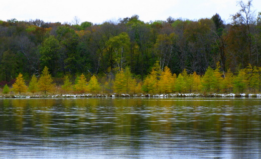 Tamaracs changing color in between Twin Lakes. Wavy Gravy and Island Lake trails pass through here