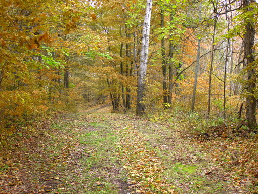 Although the recent cold weather and snow expedited change in the woods, there are still pockets of beautiful Fall color.