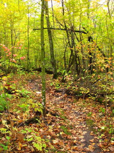 Few more leaves coming down this weekend but otherwise beautiful conditions on the trails right now. 