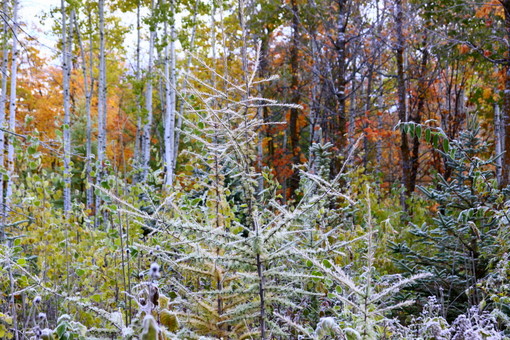 Tamarac tree frosted nicely after hard freeze last night.