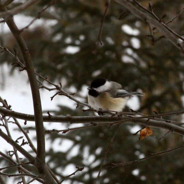Just another day for the chickadee as the early morning temp checked in at -15