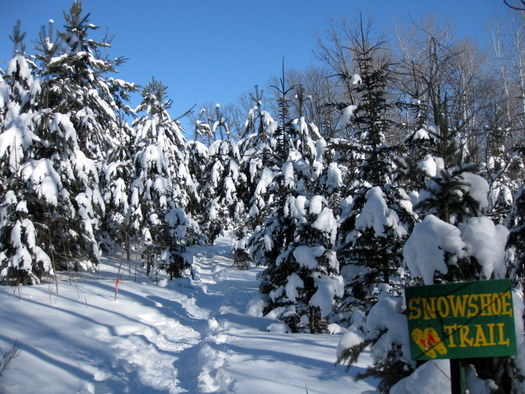 Snowshoe trail as it passes through the square field. The trail has seen good use this year. 