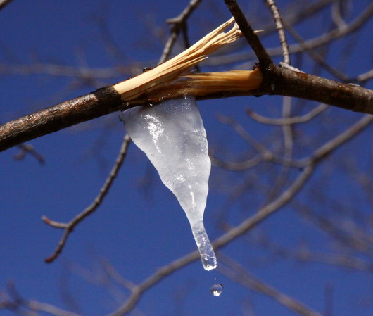 Sap dripping from an icicle formed from a broken maple branch.