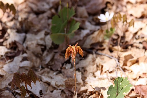 Maple seedling making its way up from the forest floor this week.