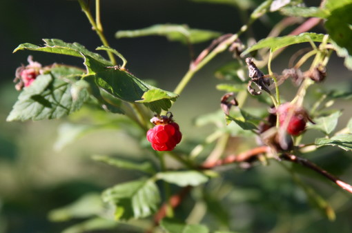 Wild raspberries ripening this week.