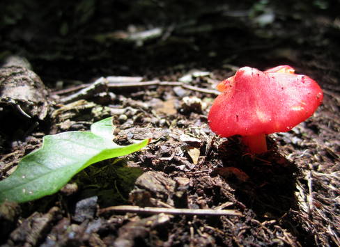Sunlight sneaking through the forest lighting up a tiny red mushroom