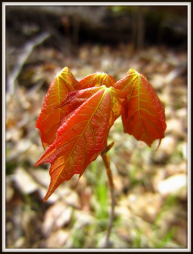 Maple sapling emerging from the forest floor