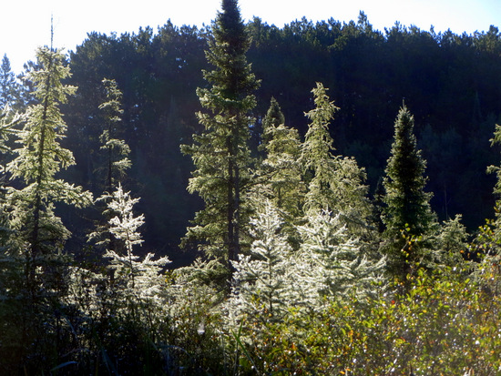 Morning sun highlighting dew and frost covered tamarack trees. September 17th, 2013.
