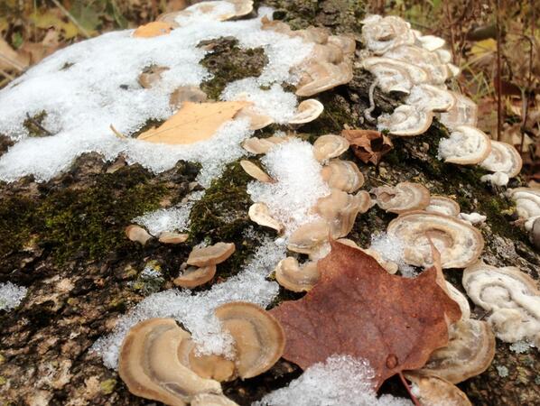Few patches of snow throughout the woods having a hard time melting with cooler temps this week. October 23rd, 2013.