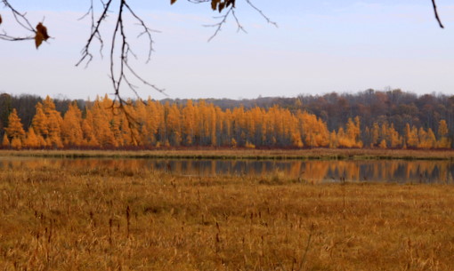 Tamaracks displaying nice autumn color on north end of Bullhead lake.