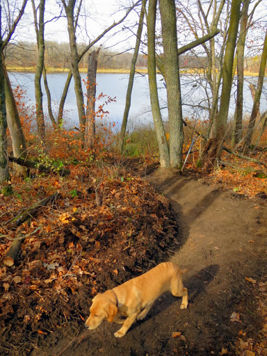 Hudson checking out the more recent  trail work on the new twin lakes singletrack. October 24th, 2013. 
