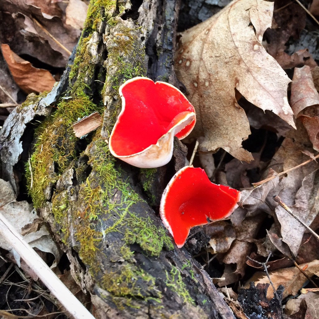 Scarlet elf cup emerging from the forest floor. April 11th, 2016.