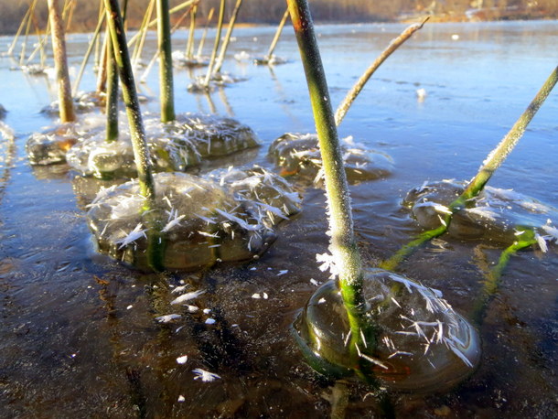 Ice bubbles forming around a reed during the freezing process. November 12th, 2013.