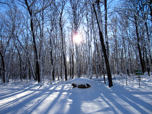Afternoon sun filtering through the forest, December 11th, 2013.