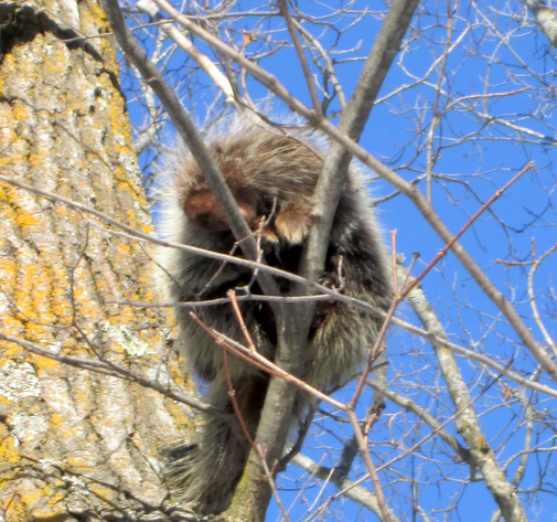 Porcupine high up on a basswood tree having lunch. February 1st, 2014.