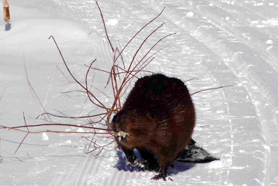 Beaver walking down the ski trail with a fresh cut sapling. Photo taken by Ron Refsnider, February 19th, 2014.