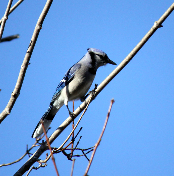 Blue Jay enjoying the rare sunny day this week. April 29th, 2014.
